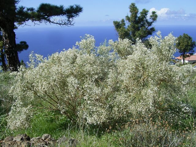 Semi di Ginestra Bianca