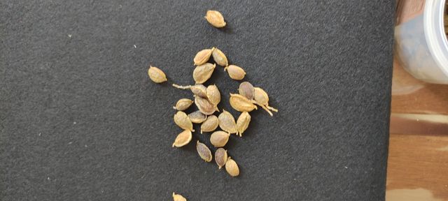 Semi di Ginestra Bianca