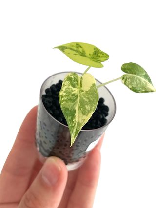 Alocasia Gageana Aurea 