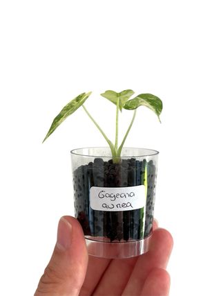 Alocasia Gageana Aurea 