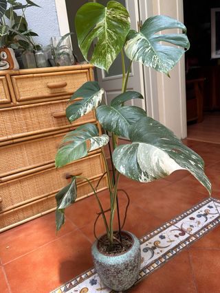 Monstera Albo Variegata 2