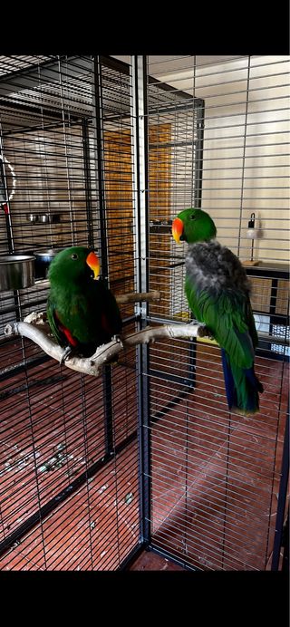 Voladeras IMOR loros/rapaces