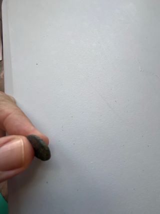 Moneda Ibérica Carteia