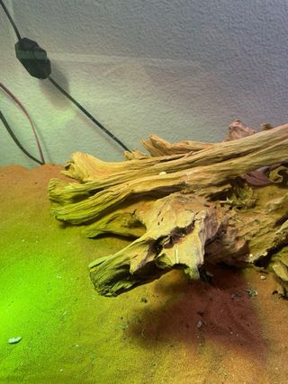 Raíz decorativa terrario