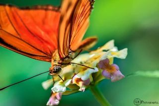 Tamron SP 90mm F/2.8 Macro Objetivo