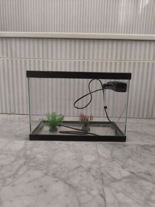 Pecera pequeña - Acuario