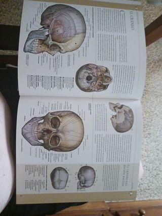 Atlas ilustrado de anatomía (Spanish Edition)