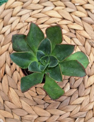 Echeveria Salsa Verde - Suculenta