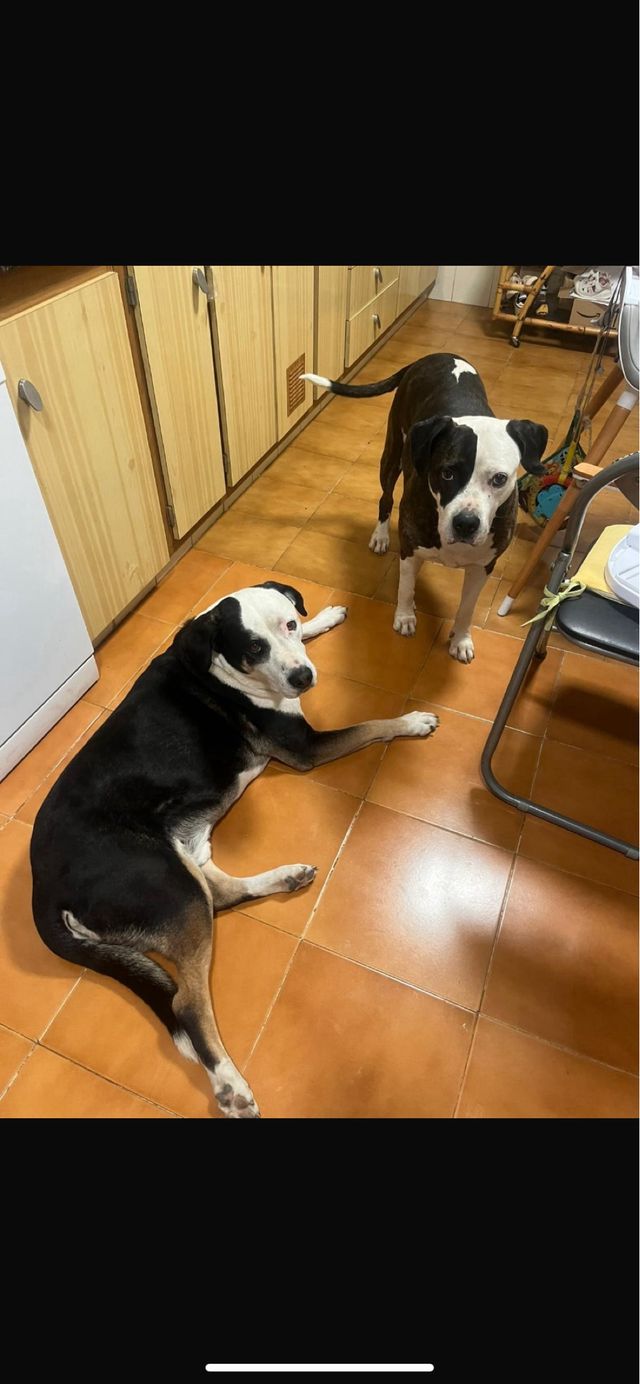 Cuidador d’animals