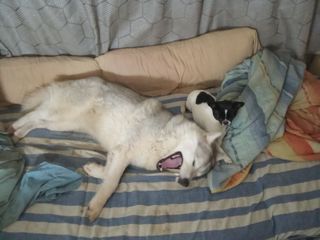 Canguro/residencia canina con experiencia