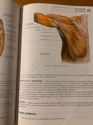 Anatomía humana descriptiva y funcional tomo III