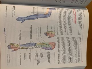 ANATOMÍA con orientación clínica CUARTA EDICIÓN: