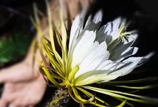 Queen of the night / Selenicereus Grandiflorus
