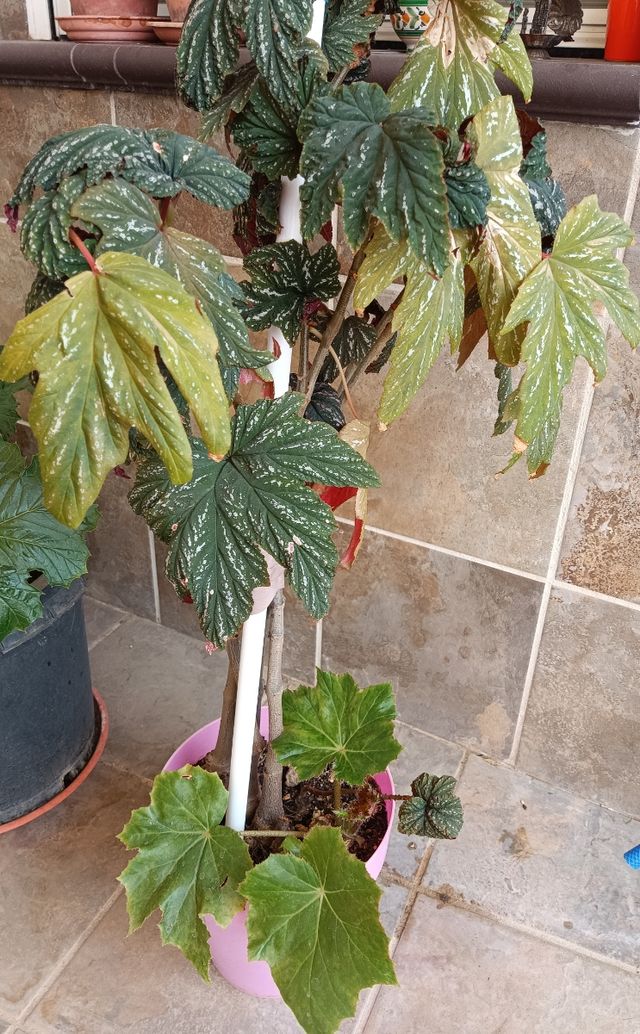 Planta de begonia de 2 variedades
