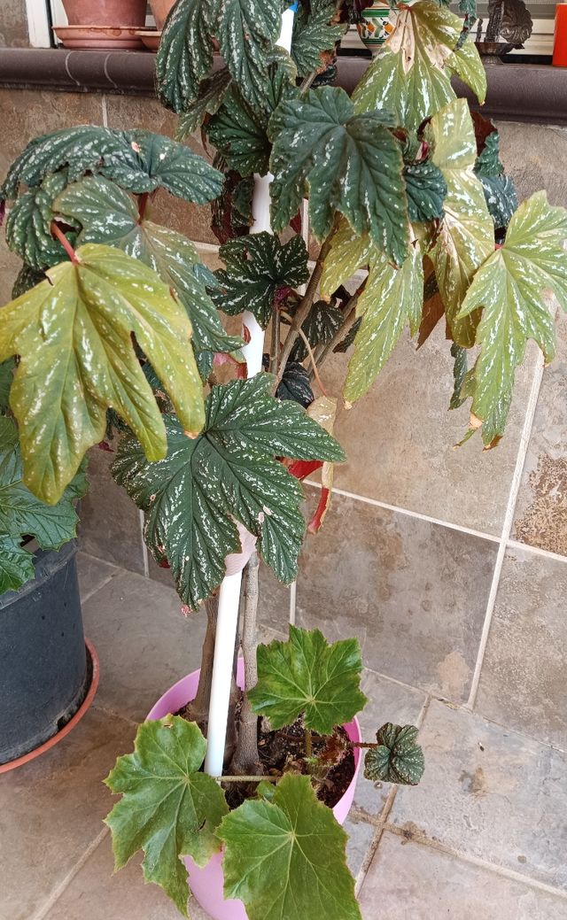 Planta de begonia de 2 variedades