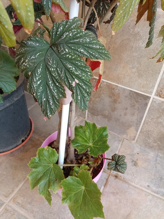Planta de begonia de 2 variedades