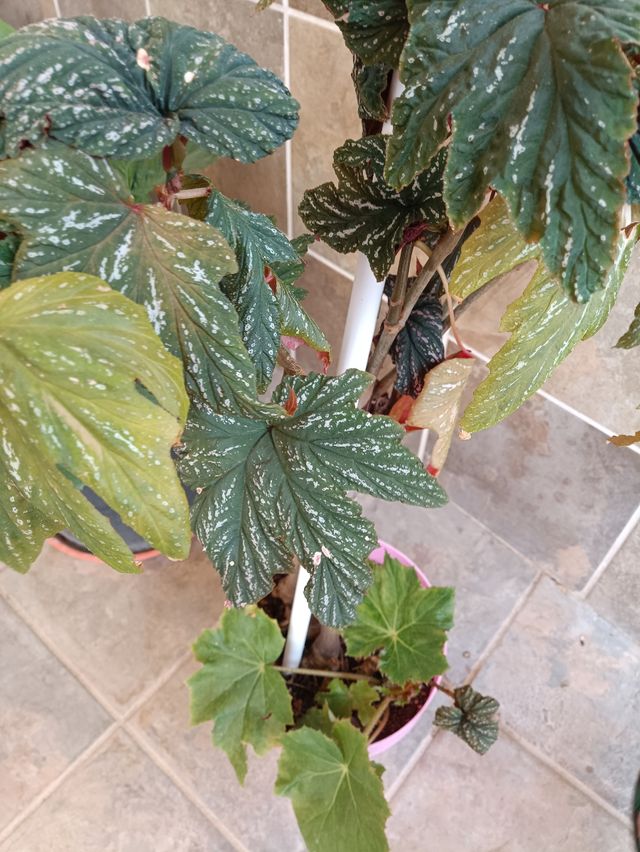 Planta de begonia de 2 variedades