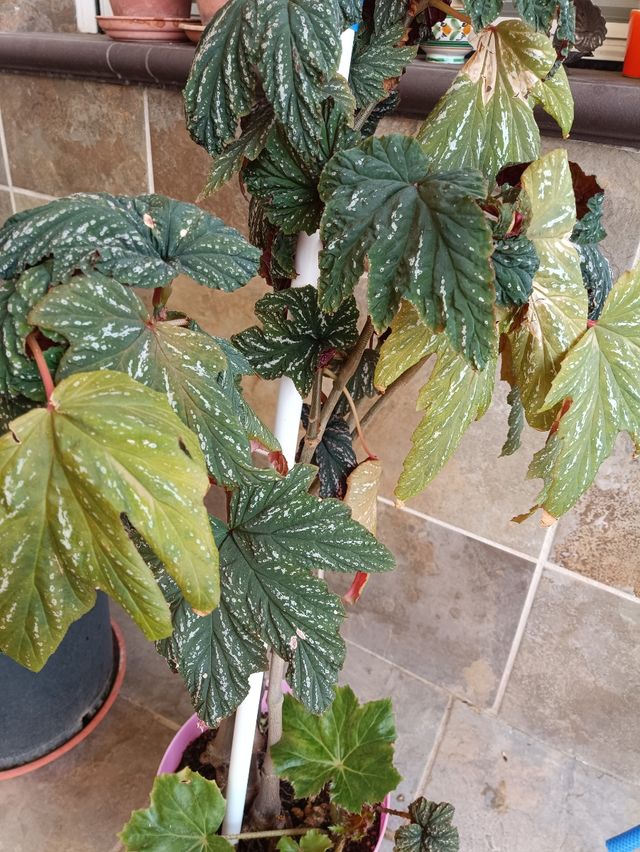 Planta de begonia de 2 variedades
