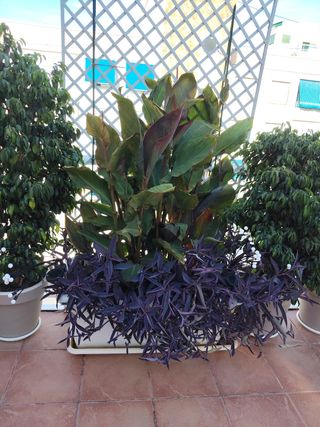 Canna índica - Planta roja