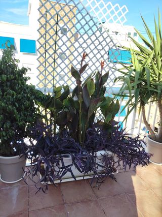 Canna índica - Planta roja