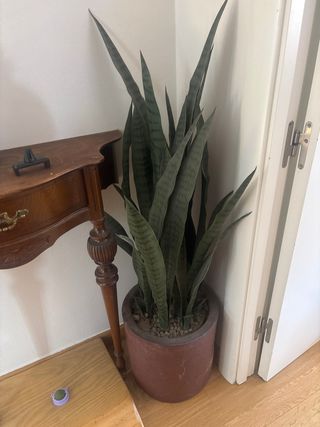 Planta Sansevieria en maceta