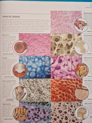 El gran libro del cuerpo humano.: La guía visua...
