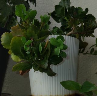 Planta Kalanchoe