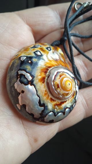 Collana conchiglia Abalone