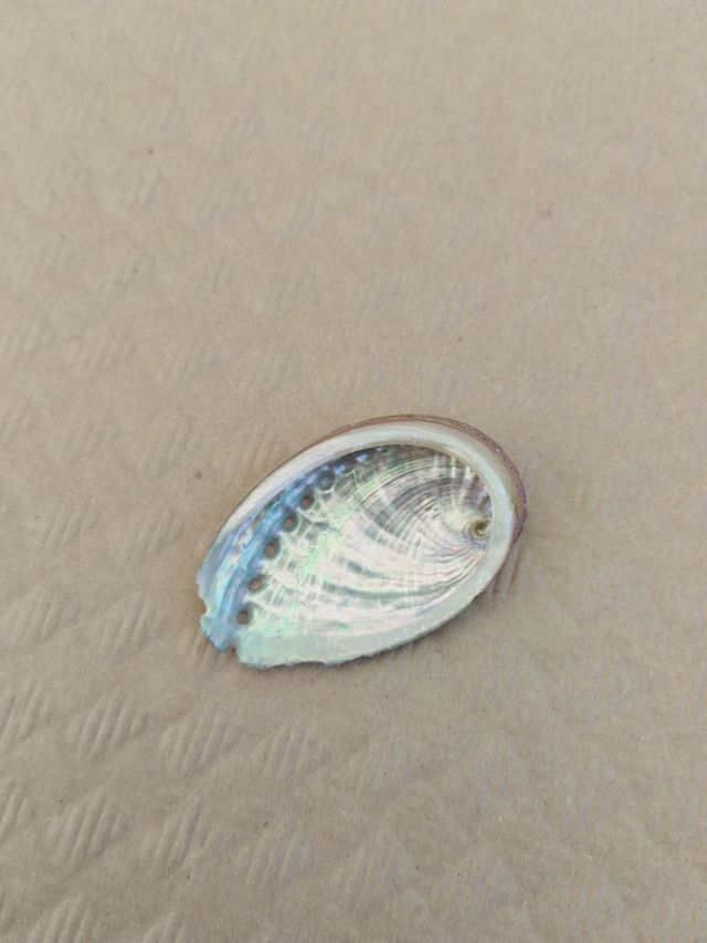 Concha abulon: iridiscente