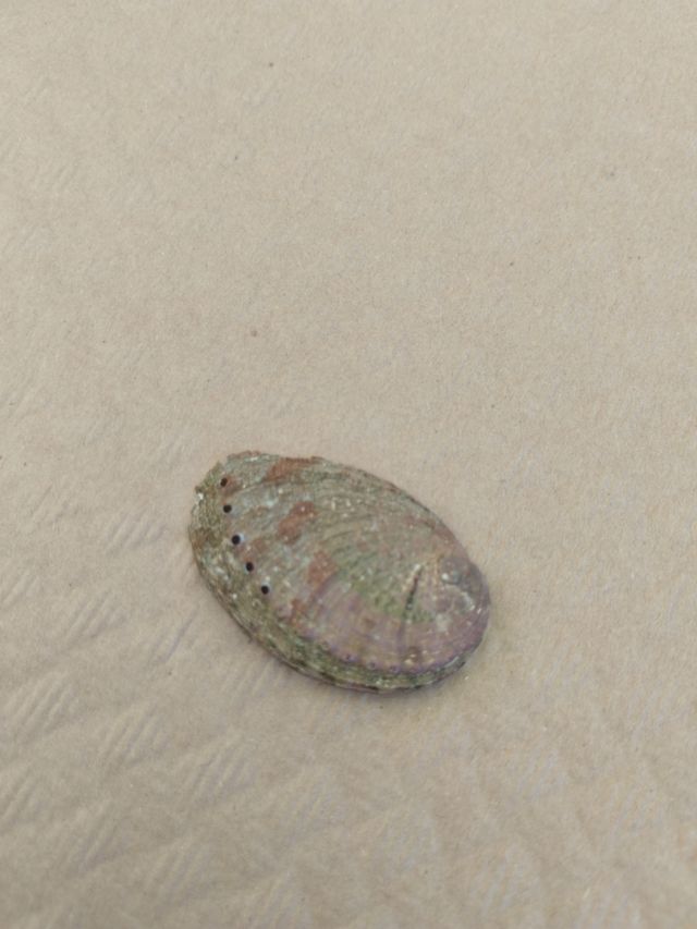 Concha abulon: iridiscente