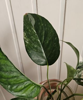 Esquejes Epipremnum Pinnatum