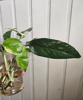 Esquejes Epipremnum Pinnatum