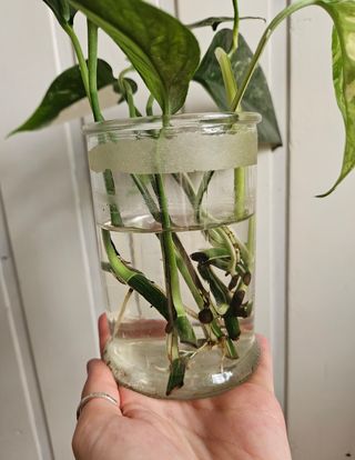 Esquejes Epipremnum Pinnatum