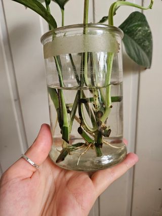 Esquejes Epipremnum Pinnatum