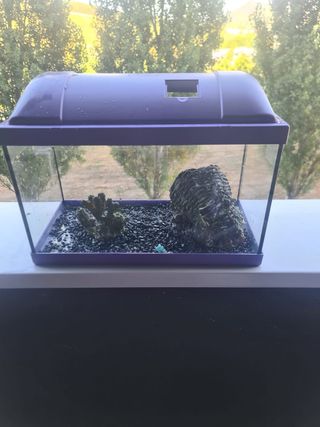 Pecera pequeña 20L - Acuario