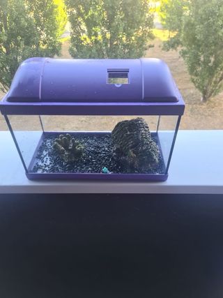 Pecera pequeña 20L - Acuario