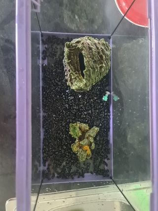 Pecera pequeña 20L - Acuario