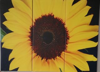 Quadro girasoli su tela