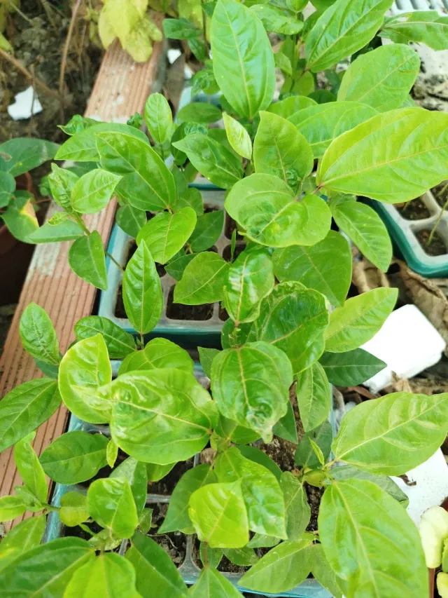 Vendo plantones de maracuyá