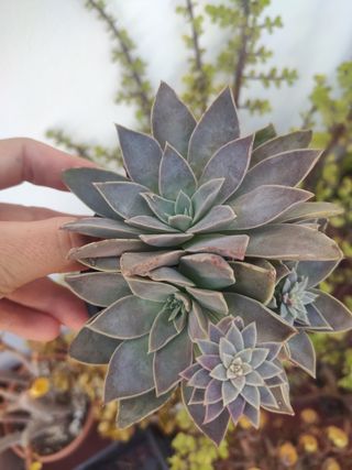 Echeveria 'Ginmeisyoku': Suculenta