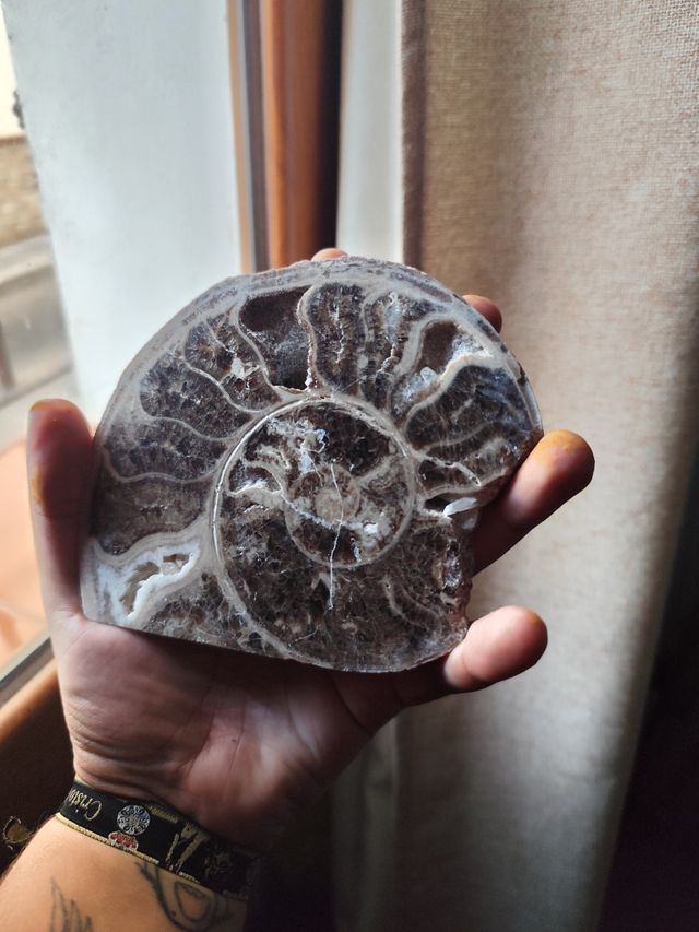 Fósil Amonite