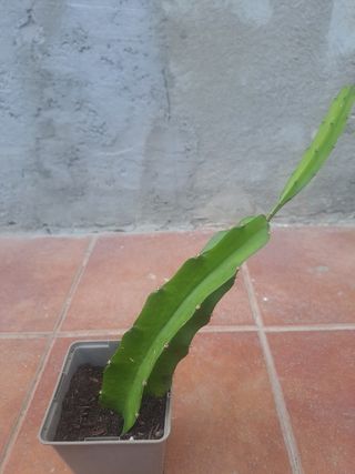 Planta de Pitaya