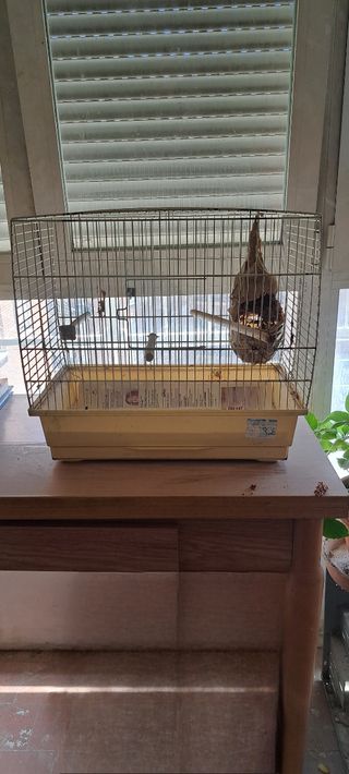 Jaula pájaros - Jaula para pájaros