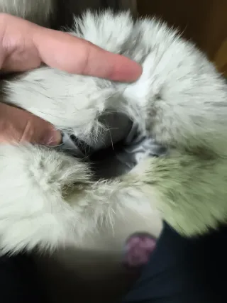 Abrigo piel zorro blanco y otro marrón 