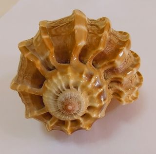 Conchiglia Harpa 