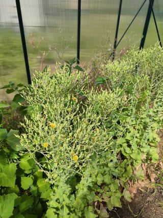Physalis, Semillas lechuga, huerto ecológico