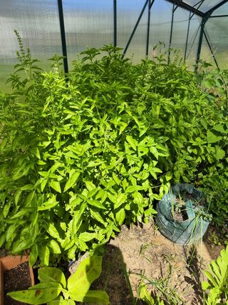 Physalis, Semillas lechuga, huerto ecológico