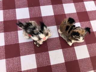 Gatos miniatura pelo