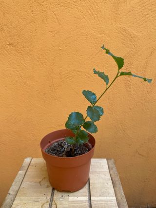 Planta Encina