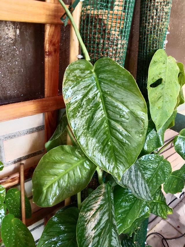 Monstera dubia (esquejes)